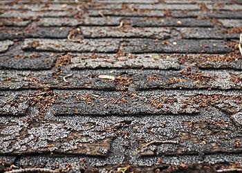 Rooster Exteriors Images