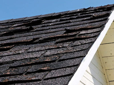 Rooster Exteriors Images